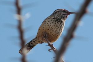 Cactus Wren